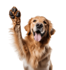 Chien qui fait signe de la patte