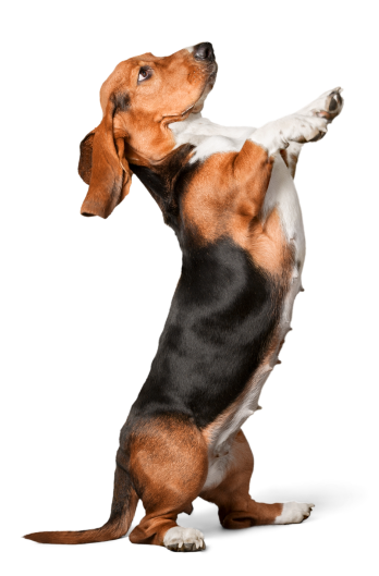Chien membre de la communauté