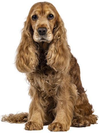 Chien membre de la communauté
